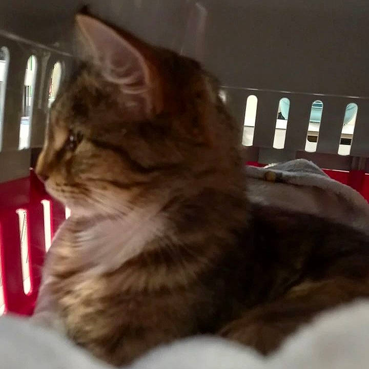 Bugz joined the competition — help win amazing prizes! carnivore, cat, comfort, domestic_short_haired_cat, fawn, felidae, fur, paw, sitting, small_to_medium_sized_cats, terrestrial_animal, whiskers, window, wood