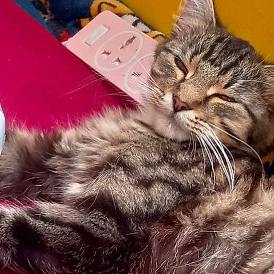 Bugz joined the competition — help win amazing prizes! box, carnivore, cat, claw, comfort, domestic_short_haired_cat, felidae, fur, magenta, nap, paw, shipping_box, small_to_medium_sized_cats, snout, tail, whiskers