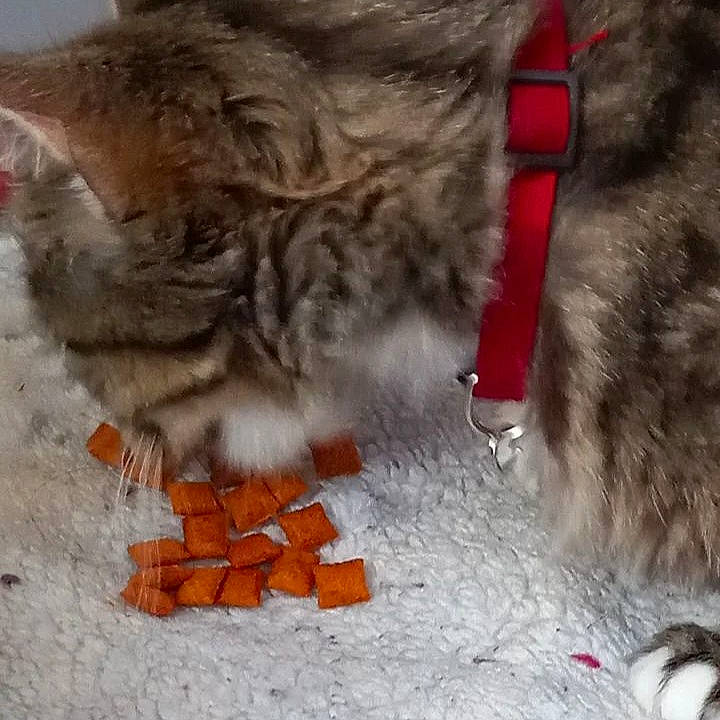 Bugz is registered to the contest to win money with this photo: carmine, carnivore, cat, claw, dog_breed, domestic_short_haired_cat, felidae, flooring, fur, paw, small_to_medium_sized_cats, snow, tail, whiskers, winter