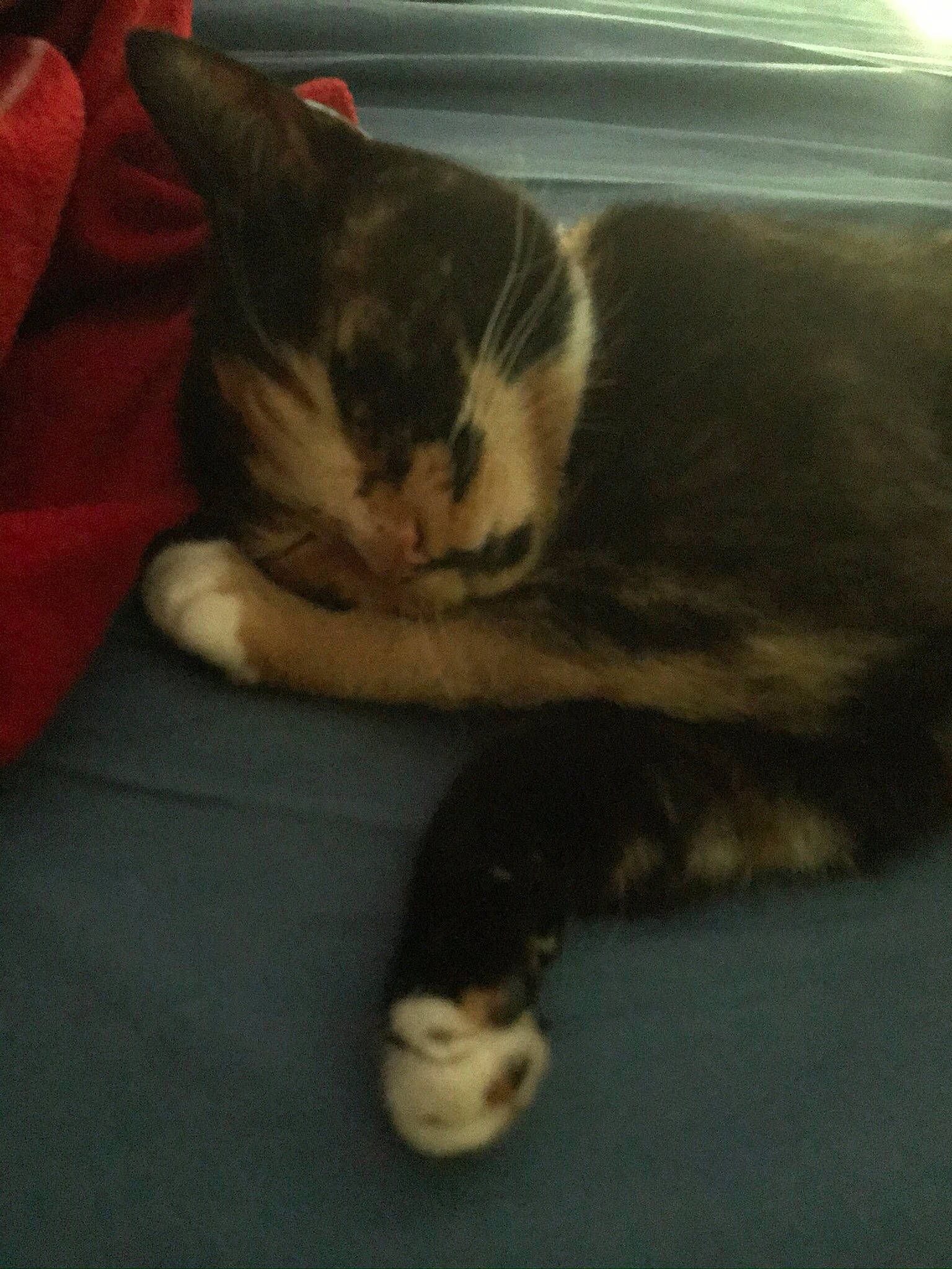 Tango joined the competition — help win amazing prizes! carnivore, cat, claw, cloud, comfort, domestic_short_haired_cat, felidae, flooring, foot, fur, hardwood, human_leg, nap, paw, plant, small_to_medium_sized_cats, snout, tail, whiskers, wood