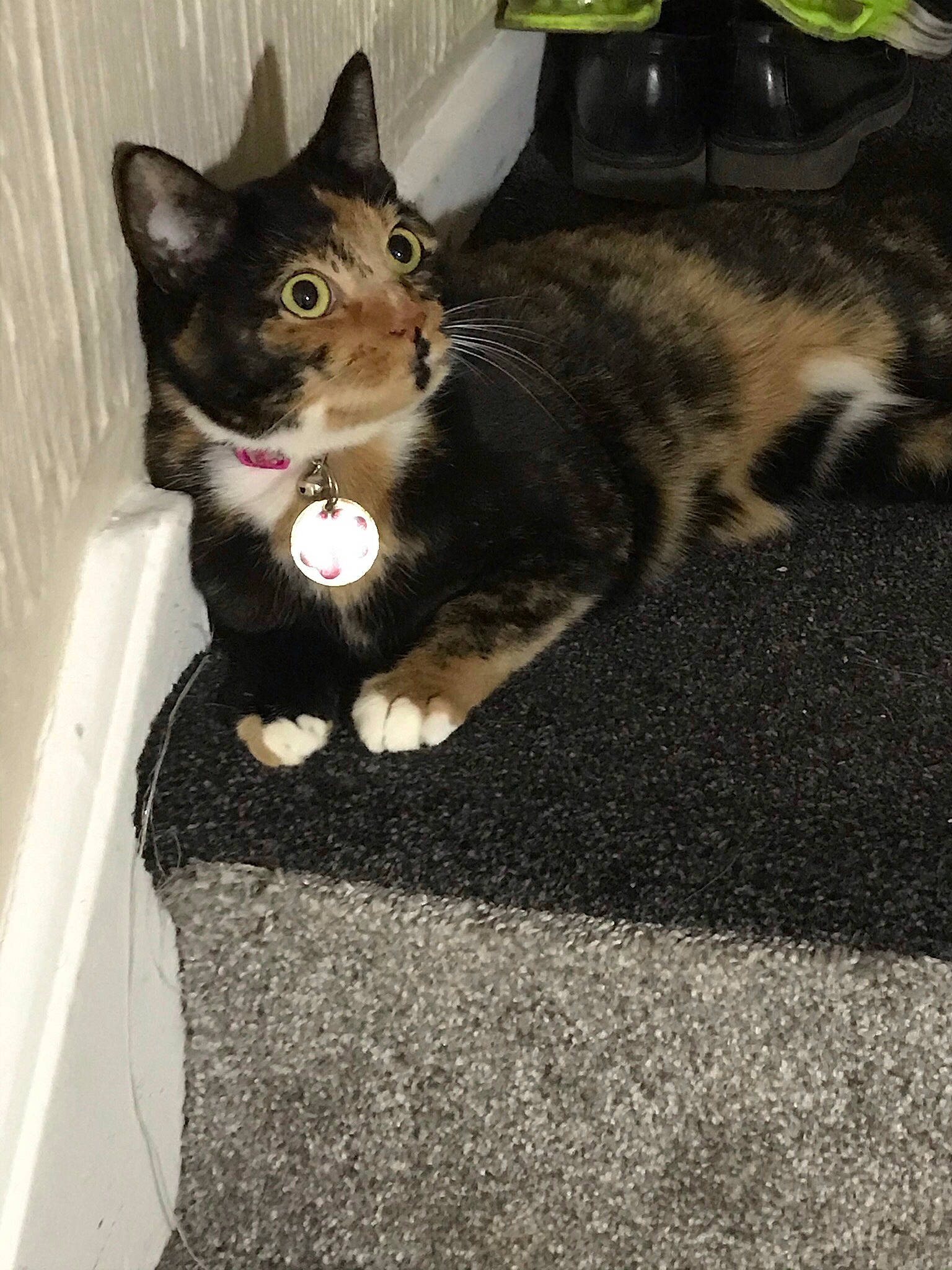 Tango joined the competition — help win amazing prizes! asphalt, carnivore, carpet, cat, claw, domestic_short_haired_cat, felidae, flooring, fur, grey, mammal, paw, road_surface, sitting, small_to_medium_sized_cats, tail, vertebrate, whiskers