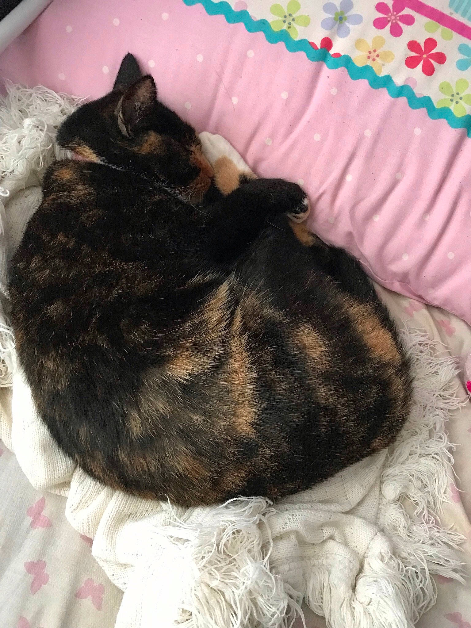 Tango is registered to the contest to win money with this photo: black_cat, bombay, canidae, carnivore, cat, claw, comfort, dog_breed, domestic_short_haired_cat, felidae, fur, mammal, nap, pattern, paw, small_to_medium_sized_cats, sporting_group, tail, terrestrial_animal, whiskers