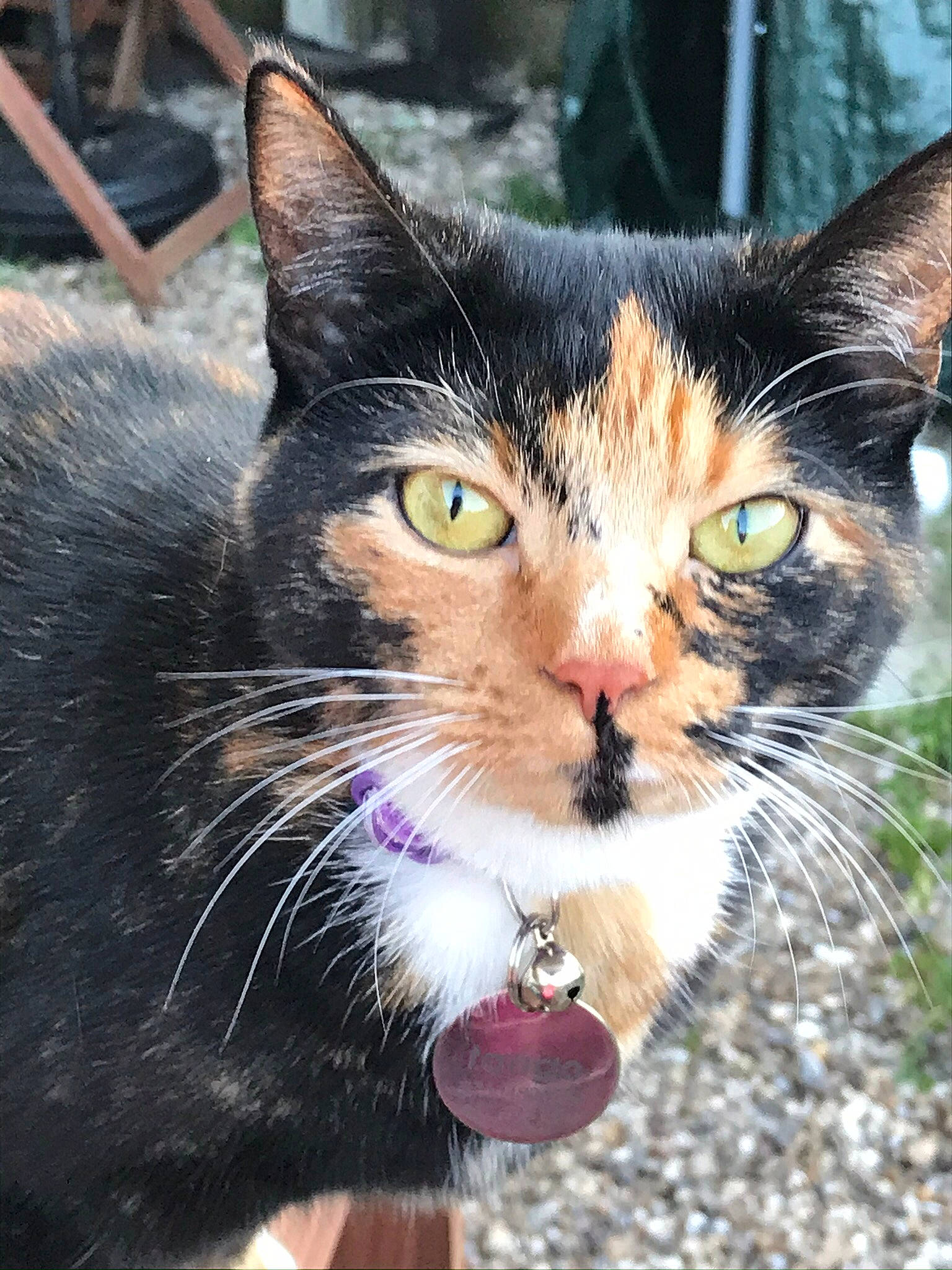 Tango joined the competition — help win amazing prizes! carnivore, cat, claw, collar, domestic_short_haired_cat, felidae, fur, grass, iris, paw, plant, sitting, small_to_medium_sized_cats, snout, tail, terrestrial_animal, tree, whiskers, wildlife, window