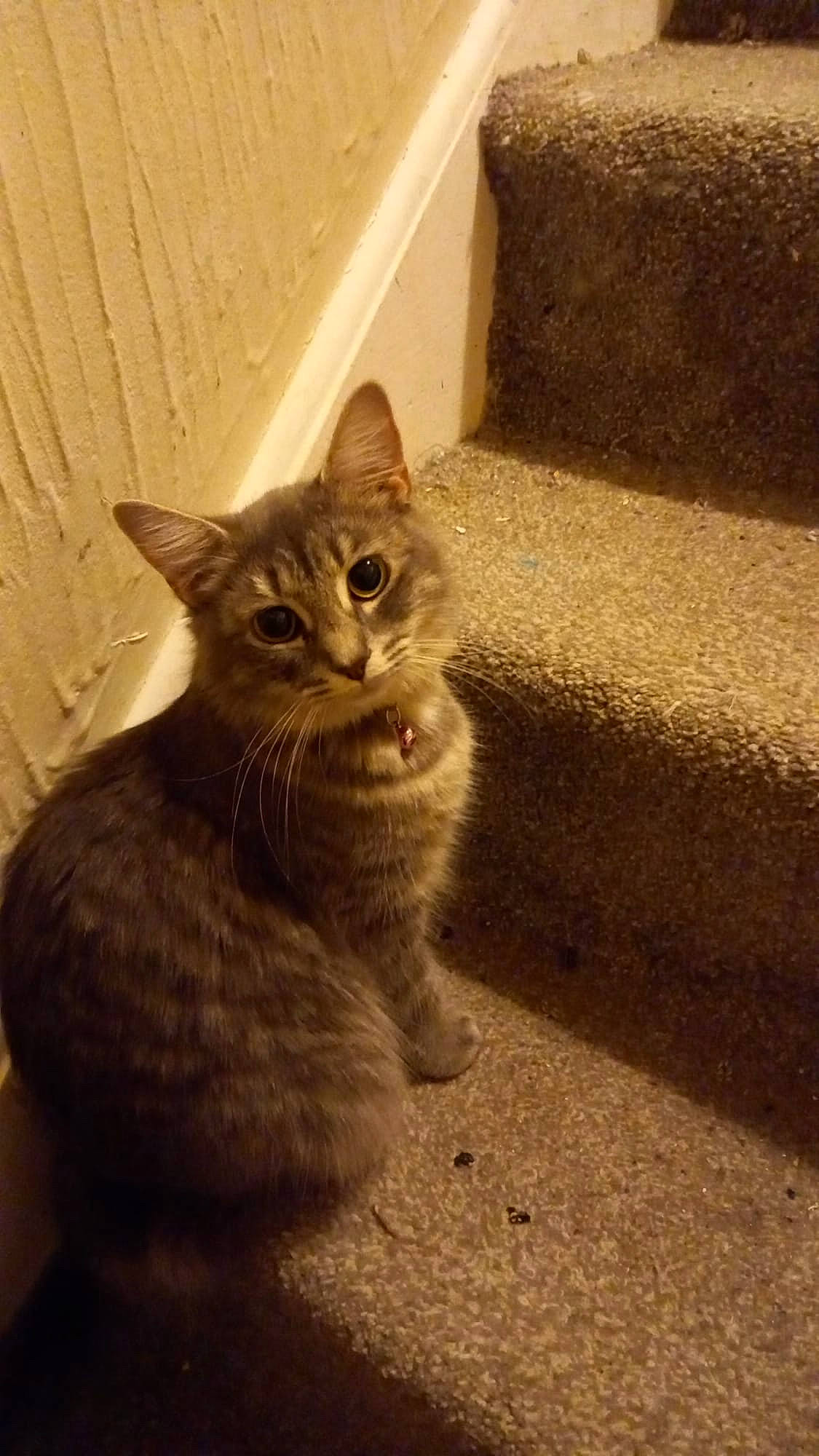 Luna is registered to the contest to win money with this photo: carnivore, cat, domestic_short_haired_cat, felidae, flooring, fur, grey, metal, paw, shadow, small_to_medium_sized_cats, snout, tail, terrestrial_animal, whiskers, wood