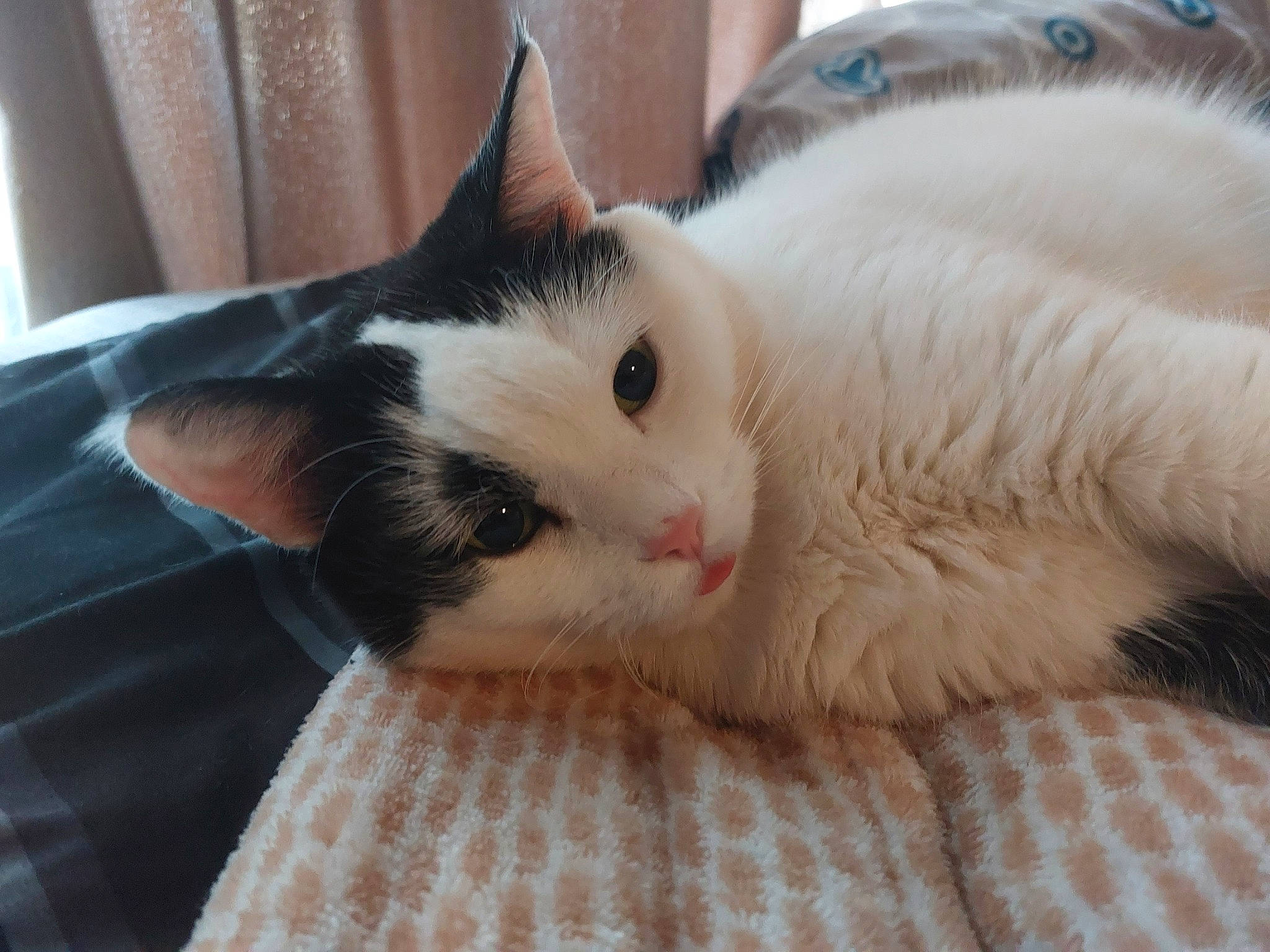 Abi is registered to the contest to win money with this photo: carnivore, cat, claw, comfort, domestic_short_haired_cat, eye, fawn, felidae, fur, nap, paw, small_to_medium_sized_cats, snout, tail, whiskers