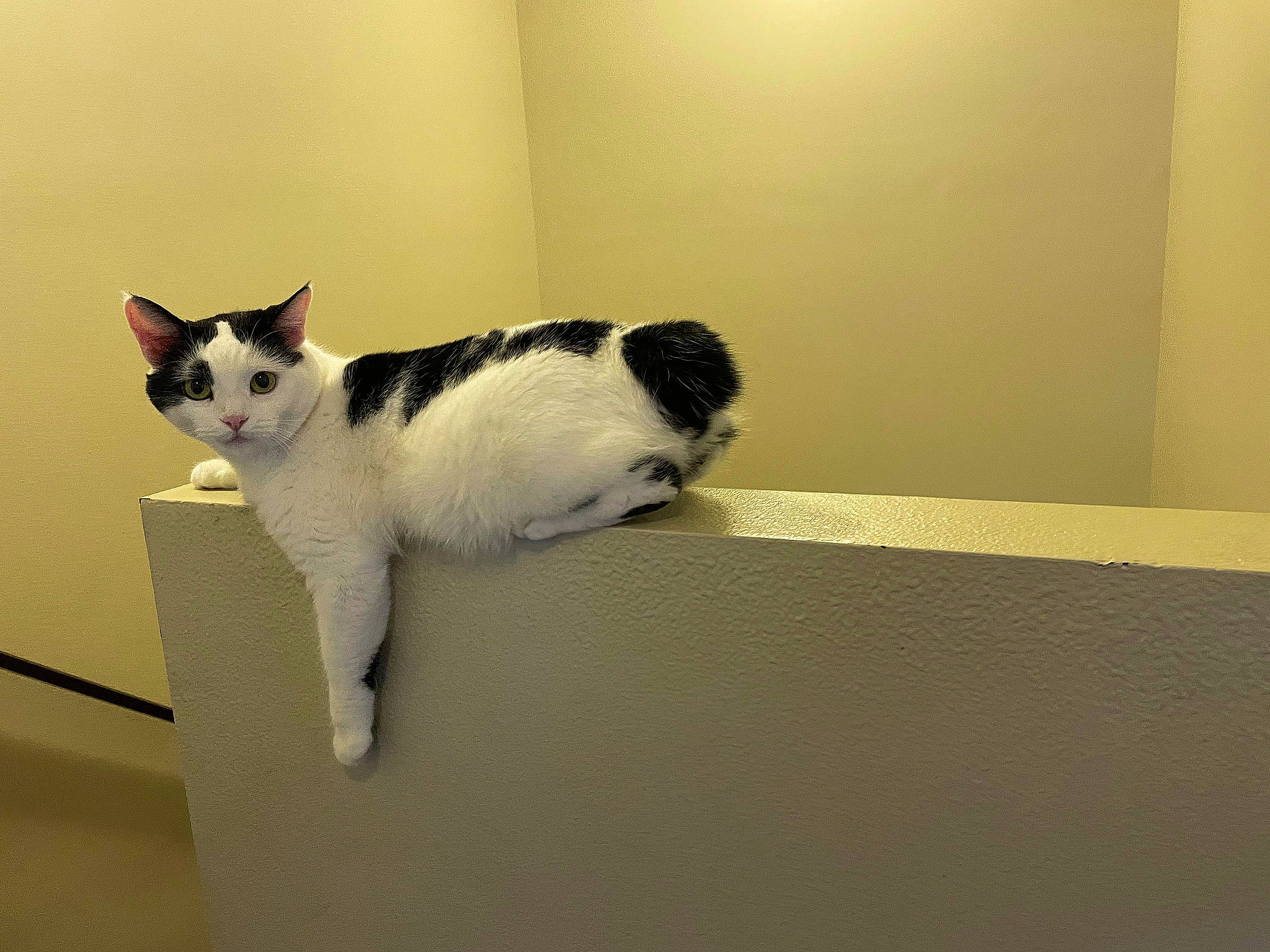 Abi joined the competition — help win amazing prizes! box, canidae, cardboard, carnivore, cat, domestic_short_haired_cat, felidae, flooring, fur, hardwood, paper_product, paw, rectangle, room, sitting, small_to_medium_sized_cats, tail, terrestrial_animal, whiskers, wood