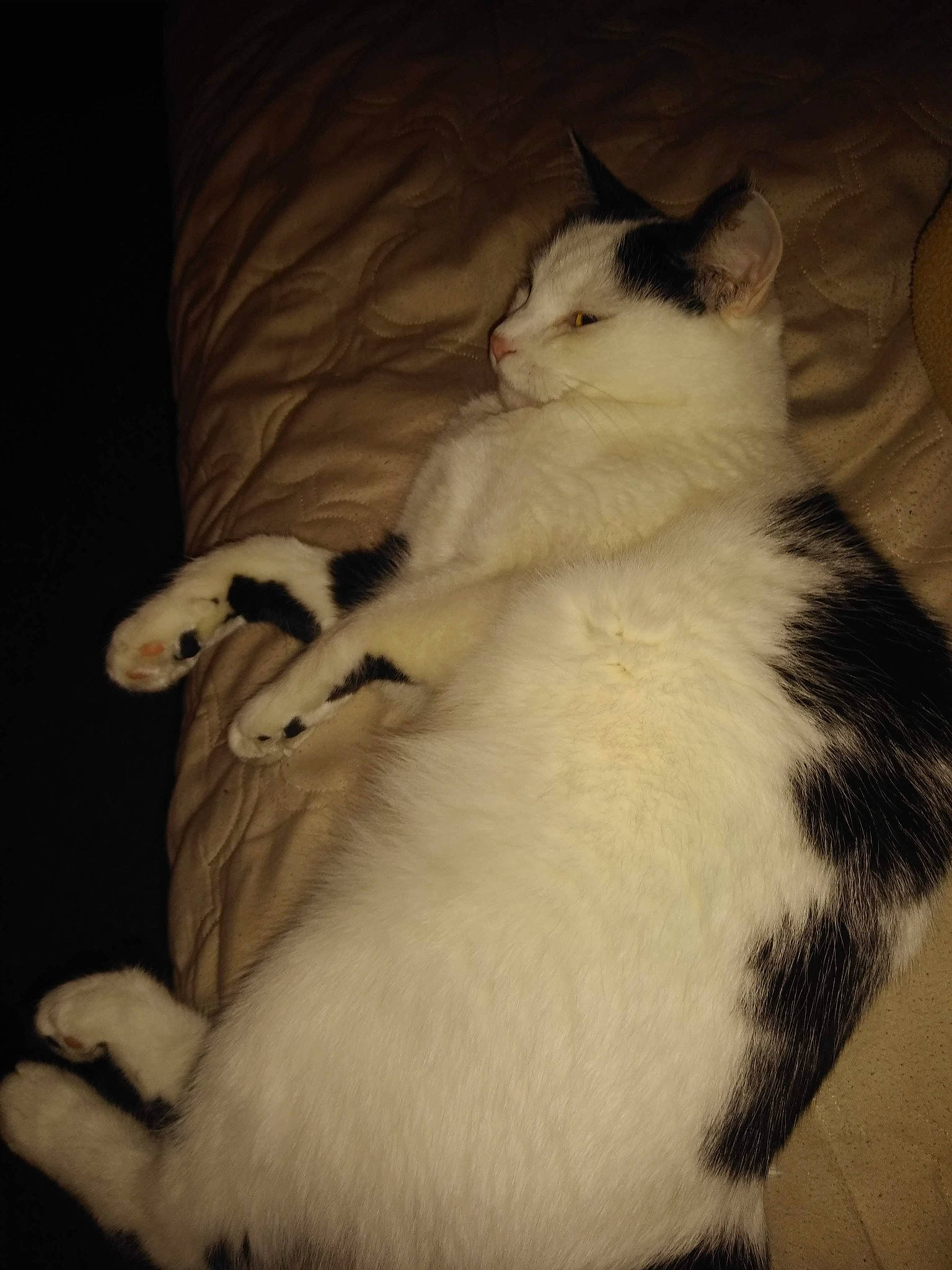 Abi is registered to the contest to win money with this photo: canidae, carnivore, cat, claw, comfort, companion_dog, dog_breed, domestic_short_haired_cat, fawn, felidae, formal_wear, fur, lap, nap, paw, small_to_medium_sized_cats, snout, tail, whiskers, wood