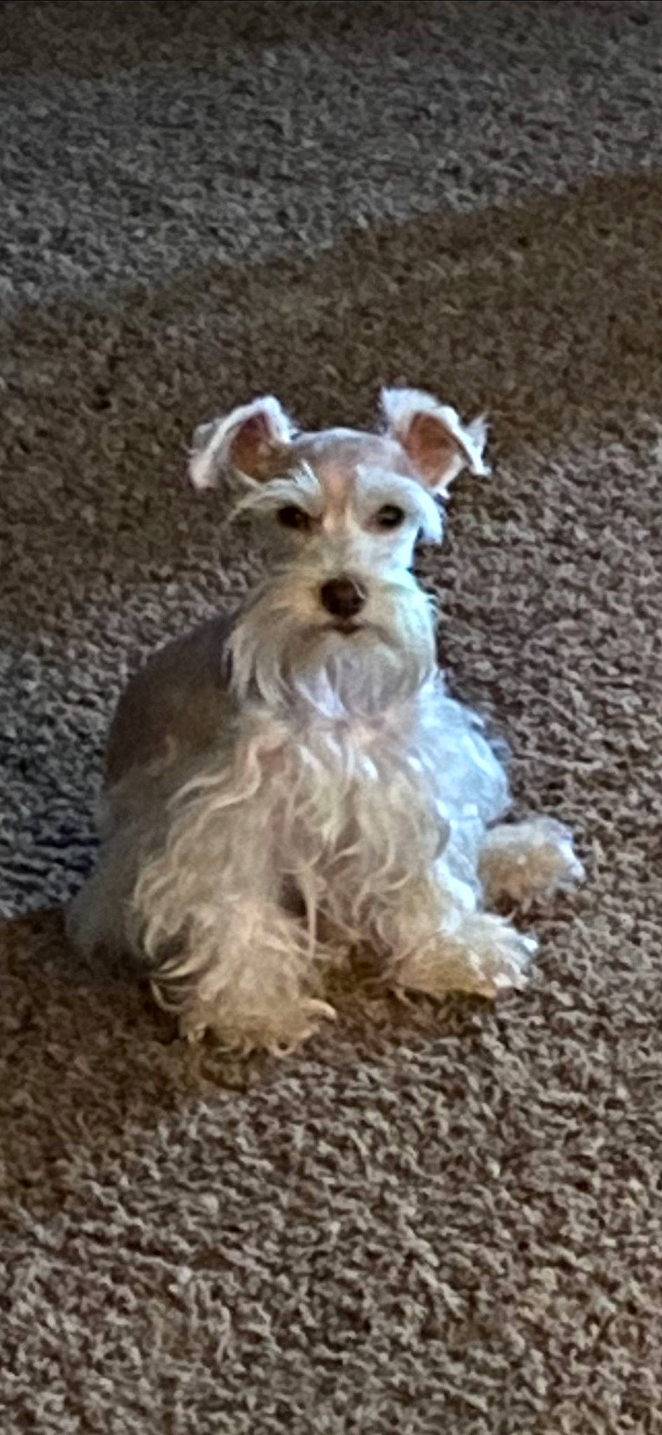 Niña is registered to the contest to win money with this photo: canidae, carnivore, companion_dog, cow_goat_family, dog, dog_breed, fawn, fur, goats, ingredient, livestock, snout, soil, sporting_group, terrestrial_animal, toy, wildlife, wood, working_animal