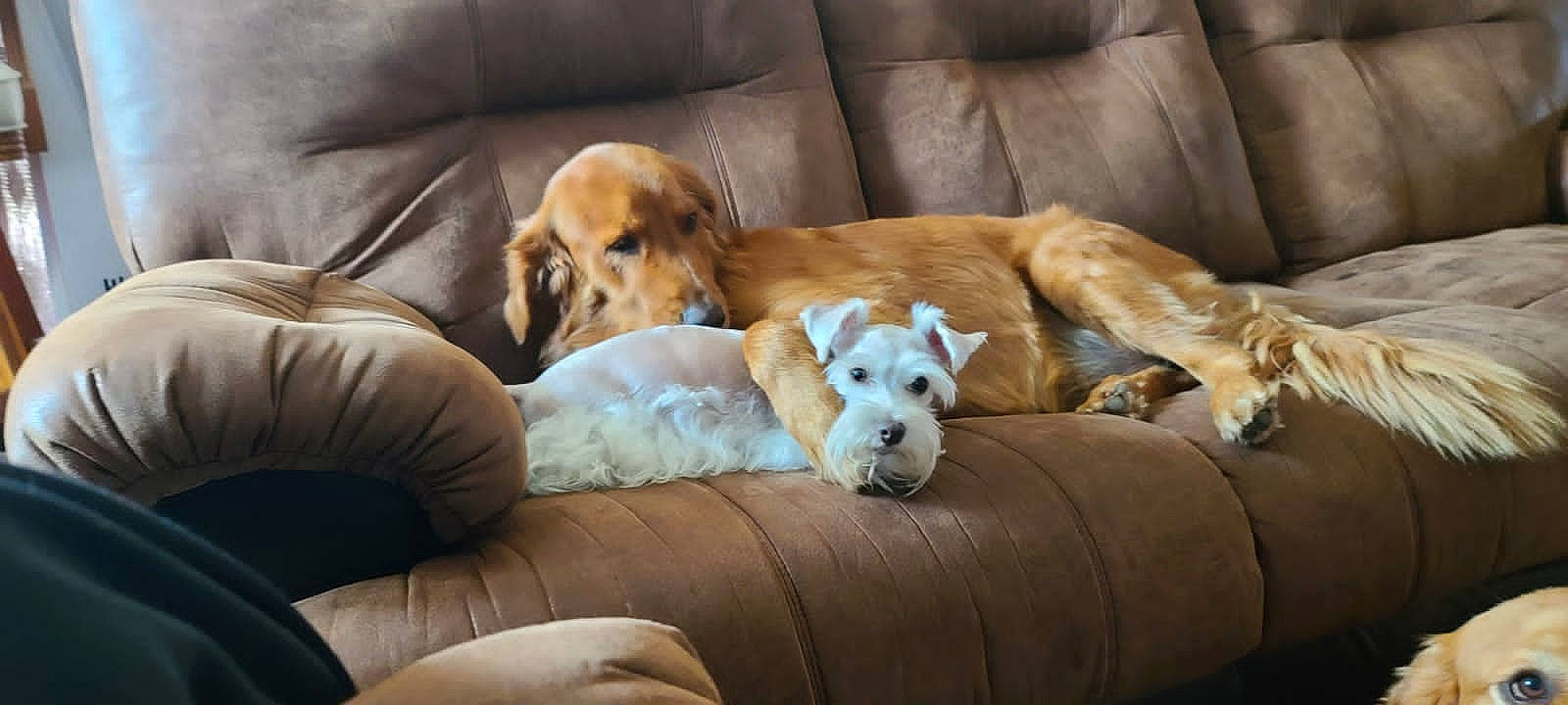 Niña is registered to the contest to win money with this photo: canidae, carnivore, comfort, companion_dog, couch, dog, dog_breed, dog_supply, fawn, flooring, fur, furniture, hardwood, living_room, pet_supply, retriever, sofa_bed, sporting_group, wood, working_animal