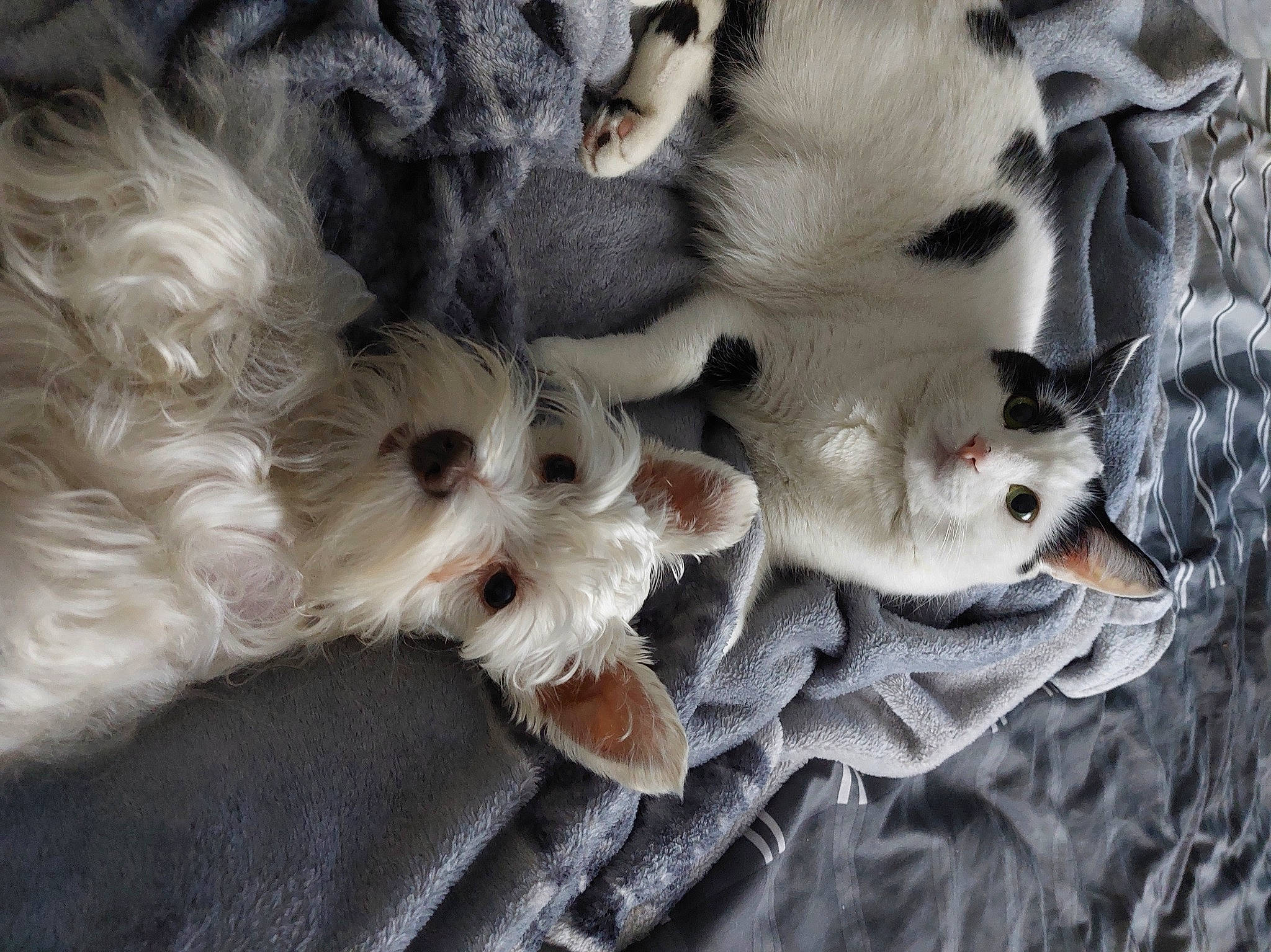 Niña joined the competition — help win amazing prizes! canidae, carnivore, cat, companion_dog, dog, dog_breed, dog_supply, fashion_accessory, fawn, felidae, fur, non_sporting_group, paw, small_to_medium_sized_cats, snout, sporting_group, terrier, toy_dog, whiskers, working_animal