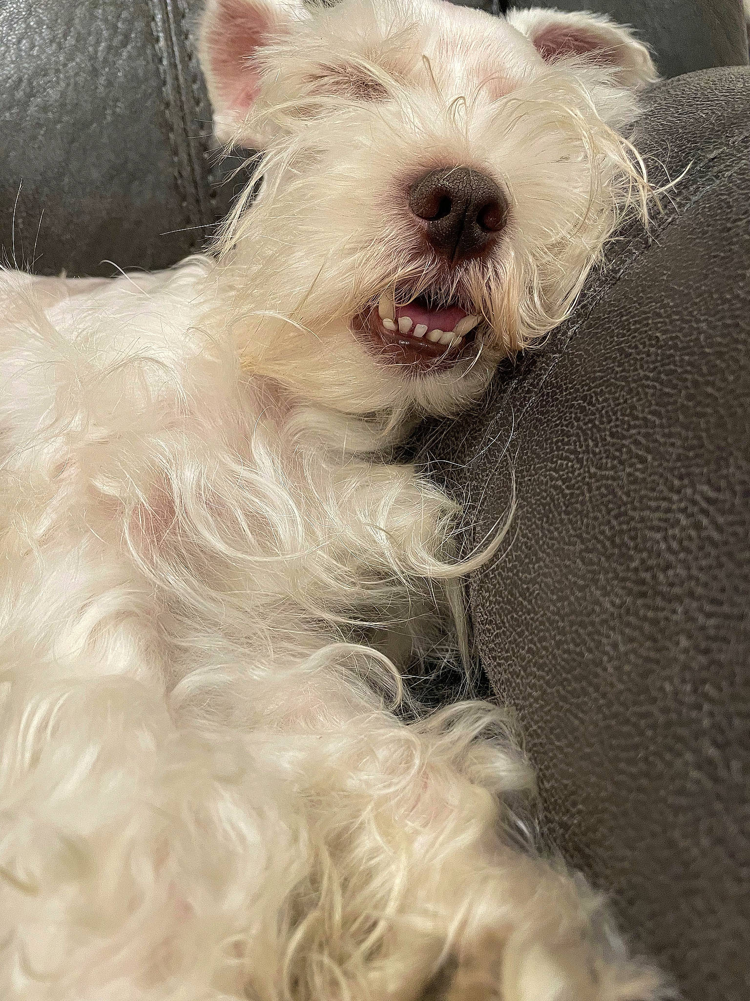 Osito joined the competition — help win amazing prizes! canidae, carnivore, collar, companion_dog, dog, dog_breed, dog_collar, ear, fang, fur, maltepoo, non_sporting_group, paw, small_terrier, snout, sporting_group, terrier, toy_dog, whiskers, working_animal