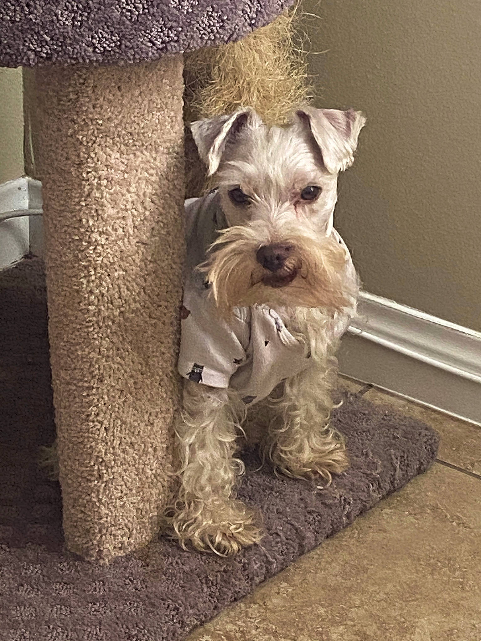 Osito is registered to the contest to win money with this photo: canidae, carnivore, companion_dog, dog, dog_breed, flooring, fur, irish_terrier, non_sporting_group, schnauzer, small_terrier, snout, sporting_group, standard_schnauzer, terrier, toy_dog, working_animal, working_terrier