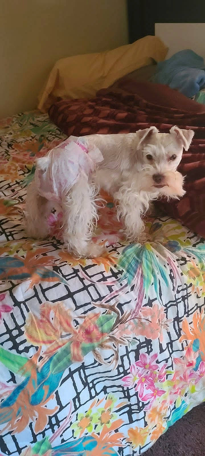 Osito is registered to the contest to win money with this photo: canidae, carnivore, collar, companion_dog, dog, dog_breed, dog_clothes, dog_supply, fawn, fur, linens, non_sporting_group, pattern, pet_supply, small_terrier, snout, sporting_group, terrier, toy_dog, working_animal