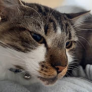 Moka participe au concours pour gagner de l'argent avec cette photo : cat, tabby_cat, close_up, whiskers, fur, pet, animal, indoor, resting, gray_fabric, soft_texture, blurred_background, domestic_cat, face, cute, sleepy, relaxed, muzzle, closeup, portrait