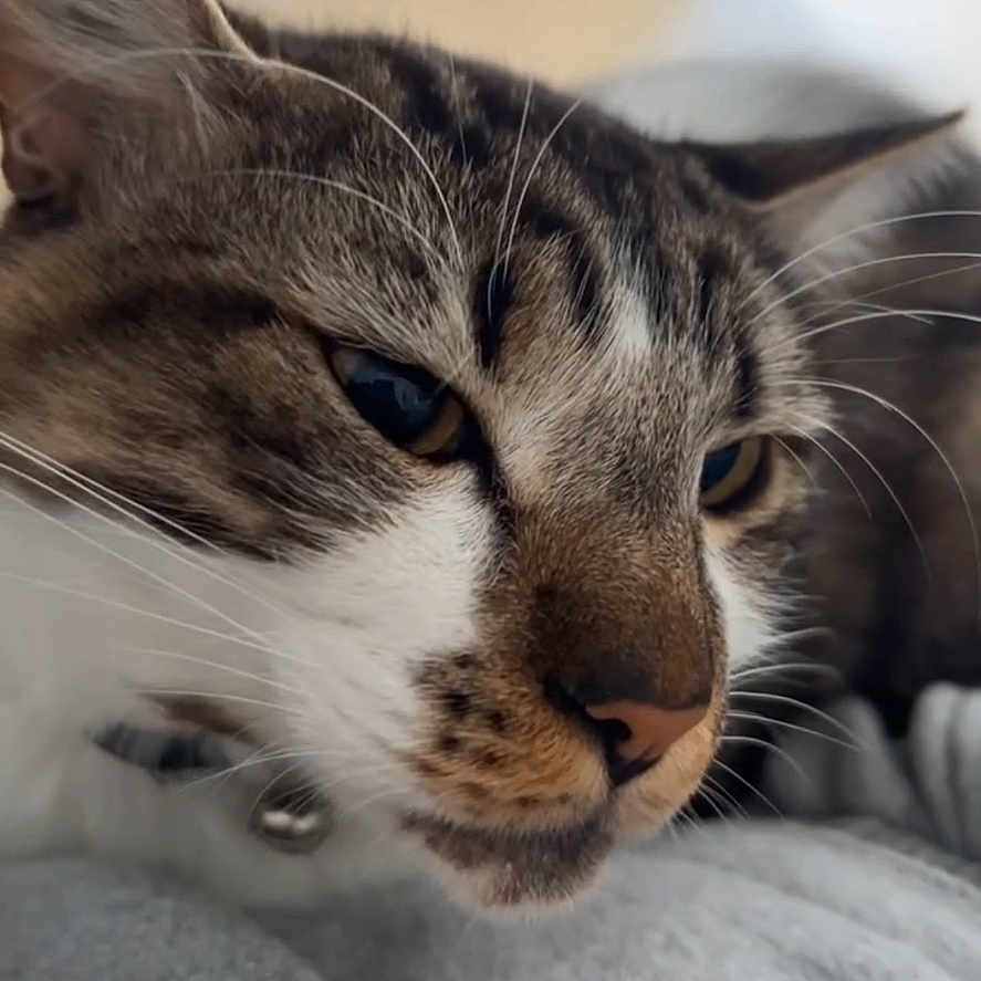 Moka participe au concours pour gagner de l'argent avec cette photo : animal, blurred_background, cat, close_up, closeup, cute, domestic_cat, face, fur, gray_fabric, indoor, muzzle, pet, portrait, relaxed, resting, sleepy, soft_texture, tabby_cat, whiskers
