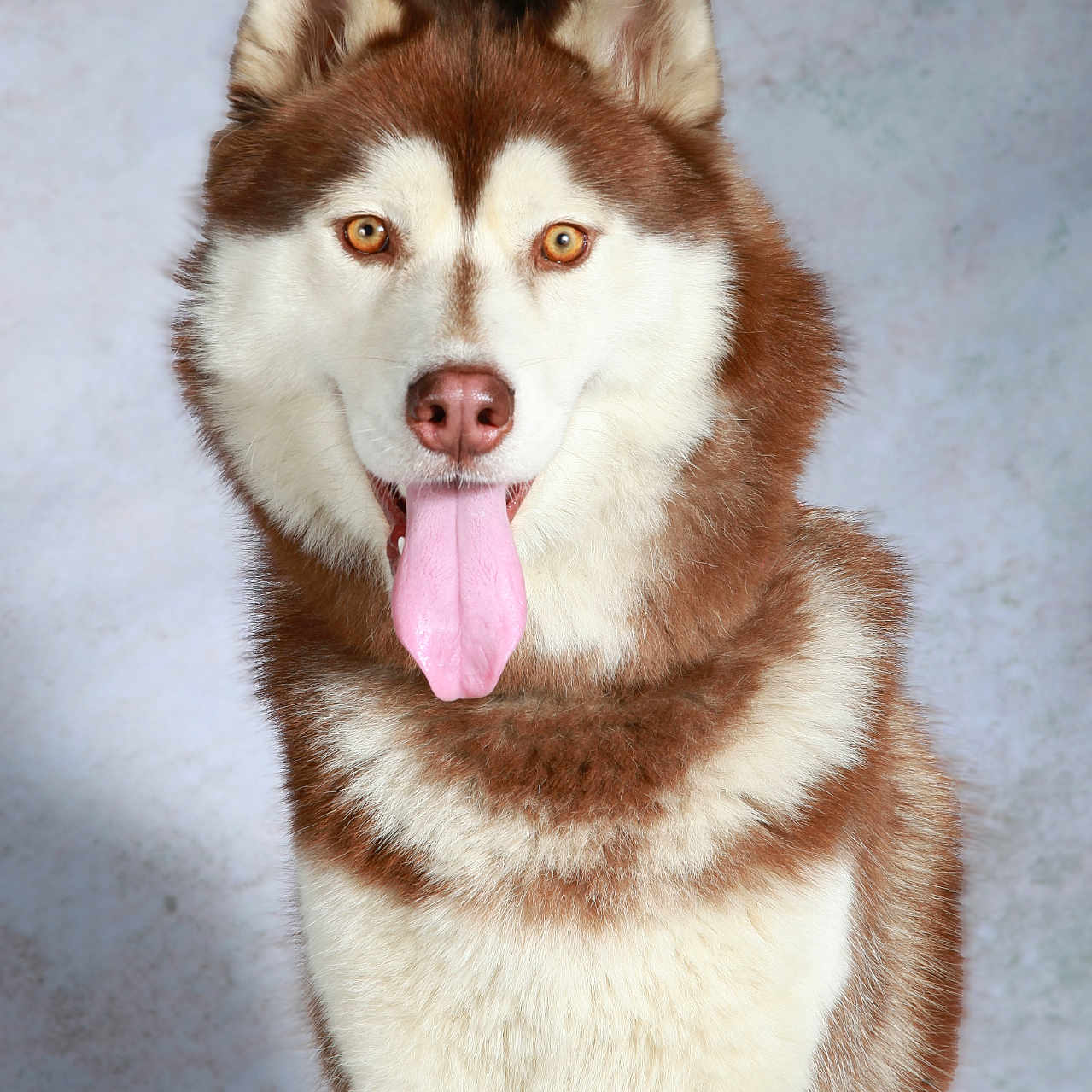 Bella participe au concours pour gagner de l'argent avec cette photo : alert, animal, brown_and_white, canine, cute, dog, eyes, fluffy, friendly, furry, husky, indoors, mammal, nose, pet, portrait, siberian_husky, sitting, studio, tongue_out