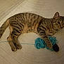 cat, tabby_cat, animal, pet, yarn, blue_yarn, playing, claw, paw, fur, striped, indoor, rug, textured_rug, floor, curious, lying_down, domestic_cat, whiskers, ears