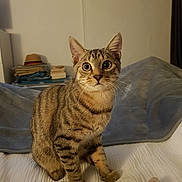 Bandit participe au concours pour gagner de l'argent avec cette photo : cat, tabby, pet, indoor, bed, blanket, toy, curious, feline, whiskers, ears, fur, animal, domestic, cute, looking, sitting, cozy, home, playful