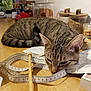 Bandit participe au concours pour gagner de l'argent avec cette photo : cat, tabby, measuring_tape, paper, table, wooden_surface, kitchen, jar, plant, indoor, resting, feline, striped, ears, whiskers, domestic_animal, relaxed, household, pet, curious