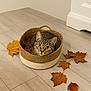cat, tabby_cat, basket, autumn_leaves, wooden_floor, indoor, pet, cozy, curious, fall, home, cute, animal, feline, leaf, flooring, domestic_cat, looking_up, resting, natural_light