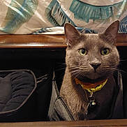 Enoch is registered to the contest to win money with this photo: bedding, bedroom, bell, cat, cat_face, close_up, curious, drawer, fur, gray_cat, green_eyes, indoor, looking_at_camera, pet, portrait, sitting, storage_bin, whiskers, wooden_furniture, yellow_collar
