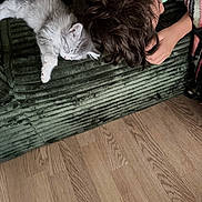 Nèka participe au concours pour gagner de l'argent avec cette photo : blanket, child, comfort, couch, cozy, cute, fur, furry, green_couch, home_interior, indoor, kitten, nap, pet, relaxation, resting, sleeping, texture, wooden_floor, young