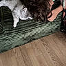 blanket, child, comfort, couch, cozy, cute, fur, furry, green_couch, home_interior, indoor, kitten, nap, pet, relaxation, resting, sleeping, texture, wooden_floor, young