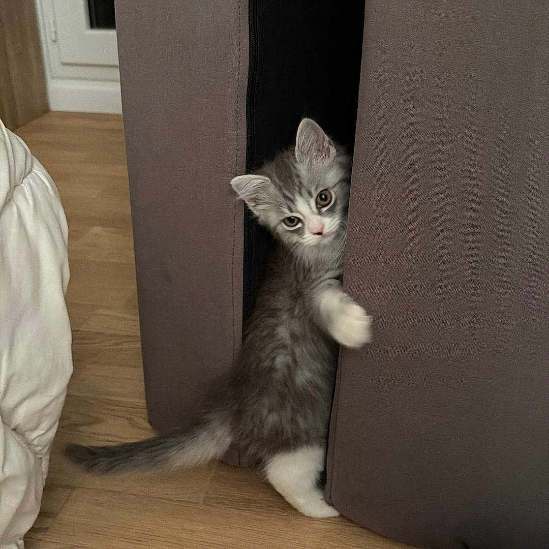 Nèka a rejoint le concours — aidez-le/la à gagner de superbes lots ! animal, cat, cozy, curious, cushion, cute, feline, gray_fur, home, indoor, kitten, mischievous, peeking, pet, playful, small_animal, soft_texture, white_paws, wooden_floor, young