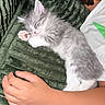 Nèka a rejoint le concours — aidez-le/la à gagner de superbes lots ! animal, arm, blanket, closeup, cozy, cute, fur, gray_and_white, green, hand, indoor, kitten, nap, paw, person, pet, rest, sleeping, soft, young