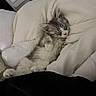 Nèka a rejoint le concours — aidez-le/la à gagner de superbes lots ! adorable, animal, bed, blanket, comfort, cozy, cute, feline, fur, gray, indoor, kitten, paw, pet, relaxing, rest, sleeping, small, soft, white