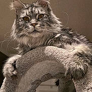 Smokey joined the competition — help win amazing prizes! cat, maine_coon, pet, whiskers, fur, paws, portrait, indoor, furniture, cat_tower, climbing, curious, regal, long_hair, closeup, eyes, ears, cozy, animal, feline