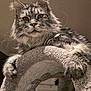 cat, maine_coon, pet, whiskers, fur, paws, portrait, indoor, furniture, cat_tower, climbing, curious, regal, long_hair, closeup, eyes, ears, cozy, animal, feline