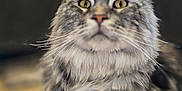 Smokey is registered to the contest to win money with this photo: cat, feline, pet, portrait, long_hair, whiskers, ears, paws, close_up, domestic_cat, grey_tabby, fur, yellow_eyes, muzzle, sitting, indoor, bokeh, macro, relaxed, curious