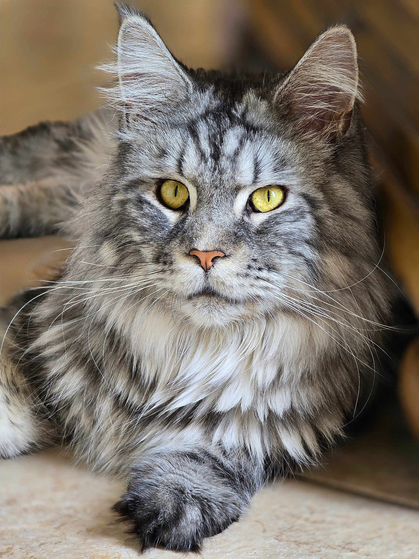Smokey joined the competition — help win amazing prizes! cat, feline, pet, portrait, close_up, long_hair, whiskers, yellow_eyes, grey_fur, tabby_pattern, maine_coon, fluffy, paw, nose, ears, indoor, relaxed, photography, sharp_focus, cute