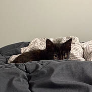Nala a rejoint le concours — aidez-le/la à gagner de superbes lots ! animal, bed, bedding, bedroom, black_cat, blanket, cat, close_up, cozy, fluffy, fur, home, indoors, kitten, lying_down, pet, portrait, relaxed, sleeping, yellow_eyes