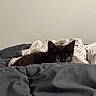 animal, bed, bedding, bedroom, black_cat, blanket, cat, close_up, cozy, fluffy, fur, home, indoors, kitten, lying_down, pet, portrait, relaxed, sleeping, yellow_eyes