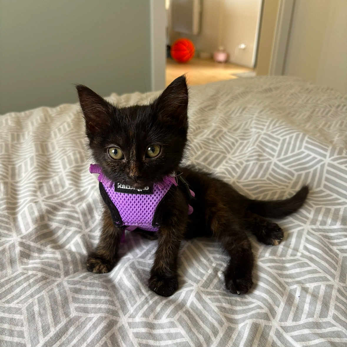 Nala