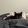 Nala a rejoint le concours — aidez-le/la à gagner de superbes lots ! animal, bed, bedding, bedroom, black_cat, blanket, cat, cozy, ears, eyes, feline, fur, home, indoors, kitten, lying_down, pet, pillow, portrait, sleeping