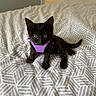 Nala a rejoint le concours — aidez-le/la à gagner de superbes lots ! animal, basketball, bed, bedroom, bedspread, black_cat, cat, cute, fur, green_eyes, home, indoor, kitten, long_tail, patterned_fabric, pet, portrait, purple_harness, sitting, upright_ears