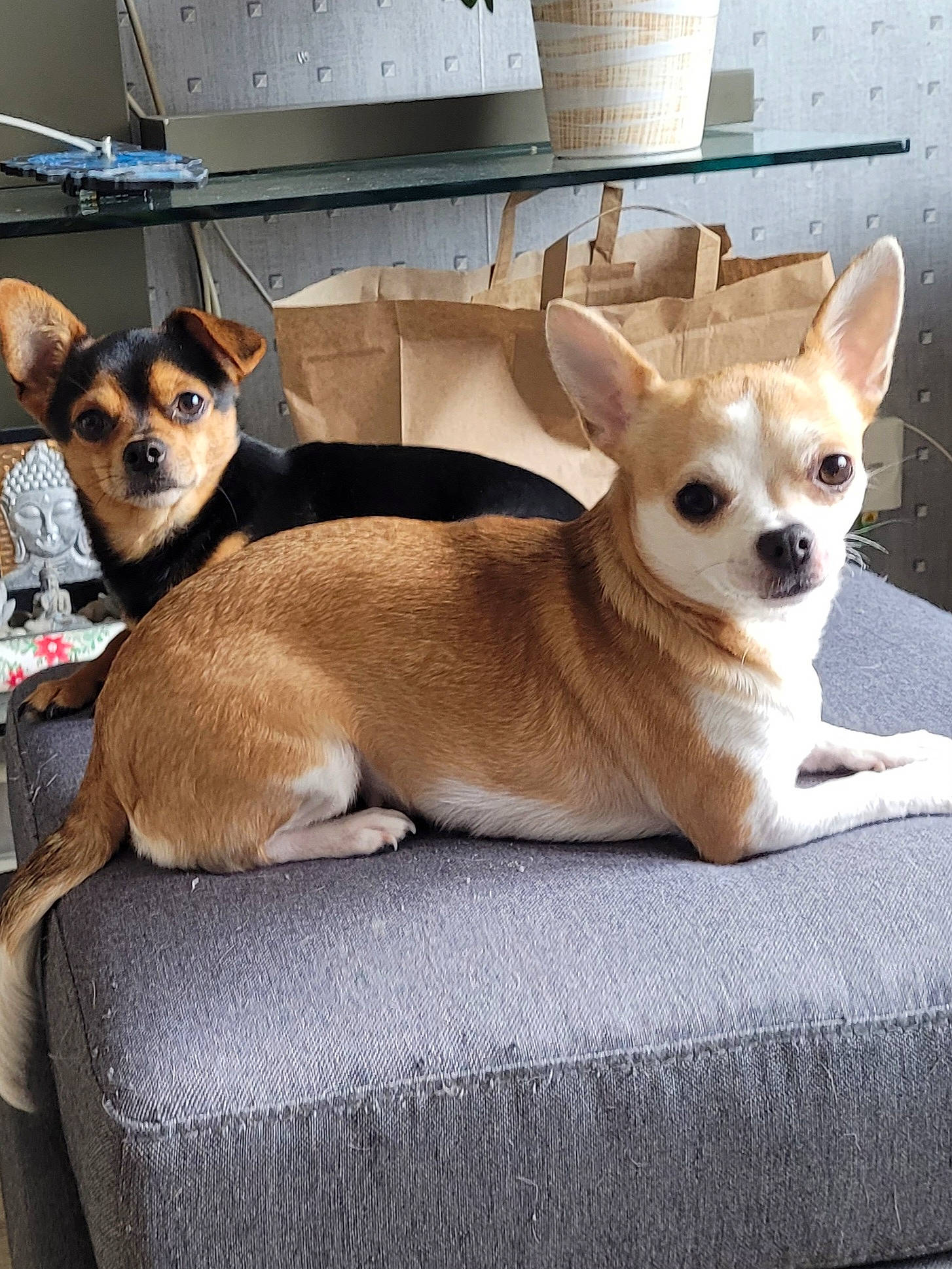 Ruby Bouboule participe au concours pour gagner de l'argent avec cette photo : canidae, carnivore, chihuahua, clock, comfort, companion_dog, dog, dog_breed, dog_supply, fawn, fur, russkiy_toy, snout, sporting_group, tail, terrestrial_animal, toy_dog, whiskers, wood, working_animal