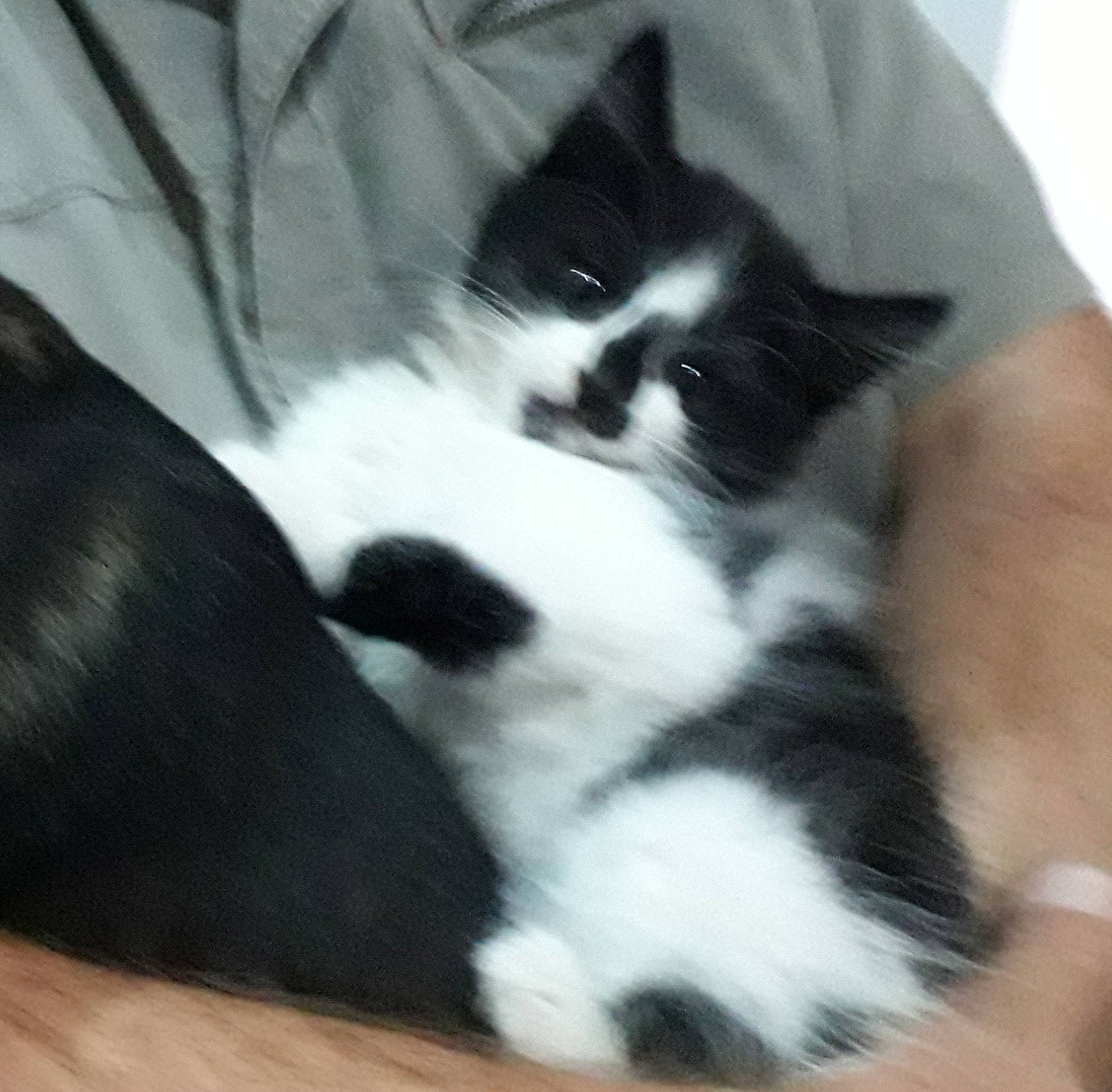 Guimo a rejoint le concours — aidez-le/la à gagner de superbes lots ! black_and_white, carnivore, cat, cymric, domestic_long_haired_cat, domestic_short_haired_cat, felidae, fur, kitten, mammal, norwegian_forest_cat, polydactyl_cat, ragamuffin, small_to_medium_sized_cats, snout, tail, vertebrate, whiskers