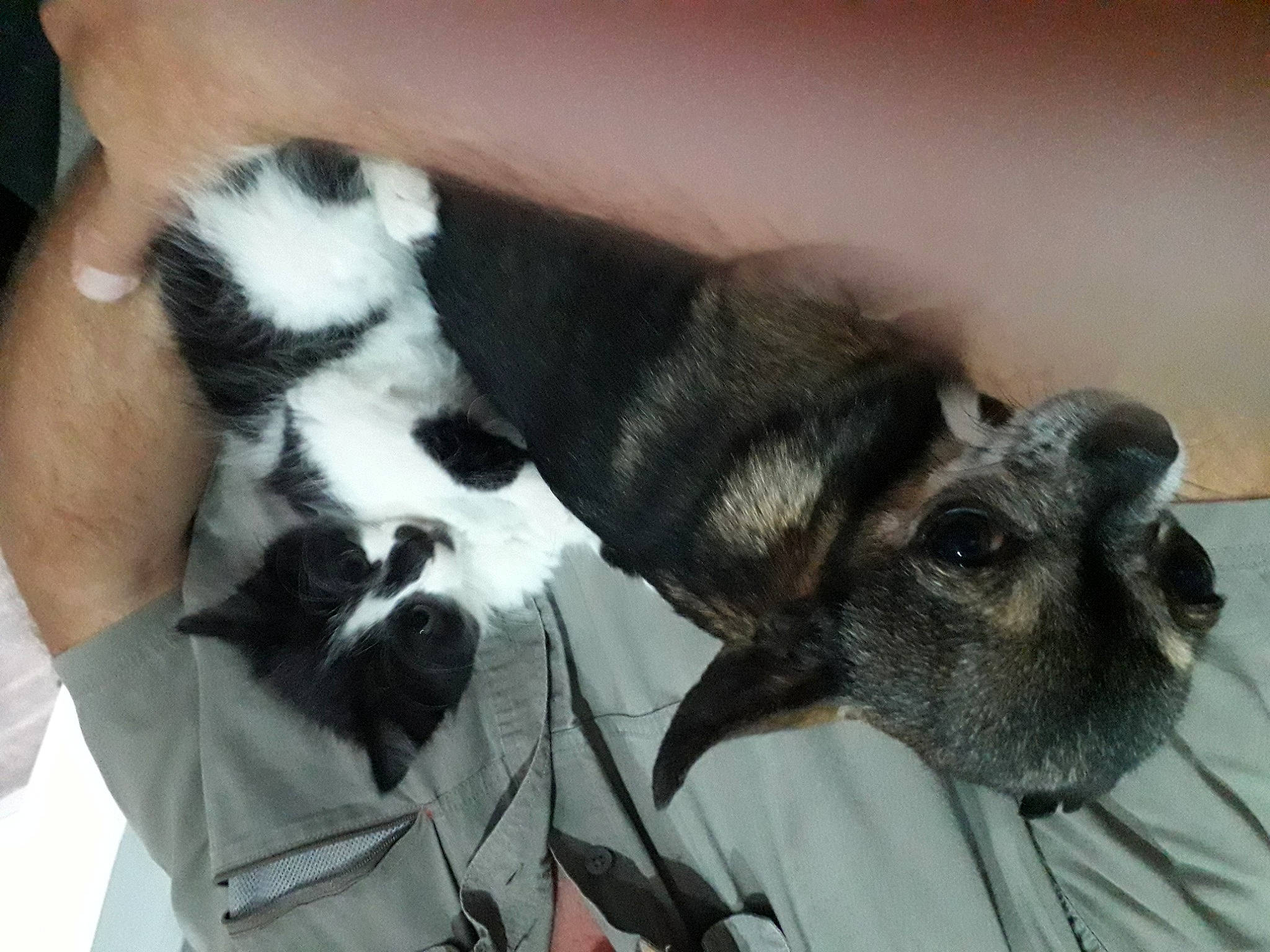 Guimo a rejoint le concours — aidez-le/la à gagner de superbes lots ! australian_shepherd, canidae, carnivore, companion_dog, dog, dog_breed, ear, mammal, non_sporting_group, puppy, puppy_love, schnauzer, snout, sporting_group, vertebrate