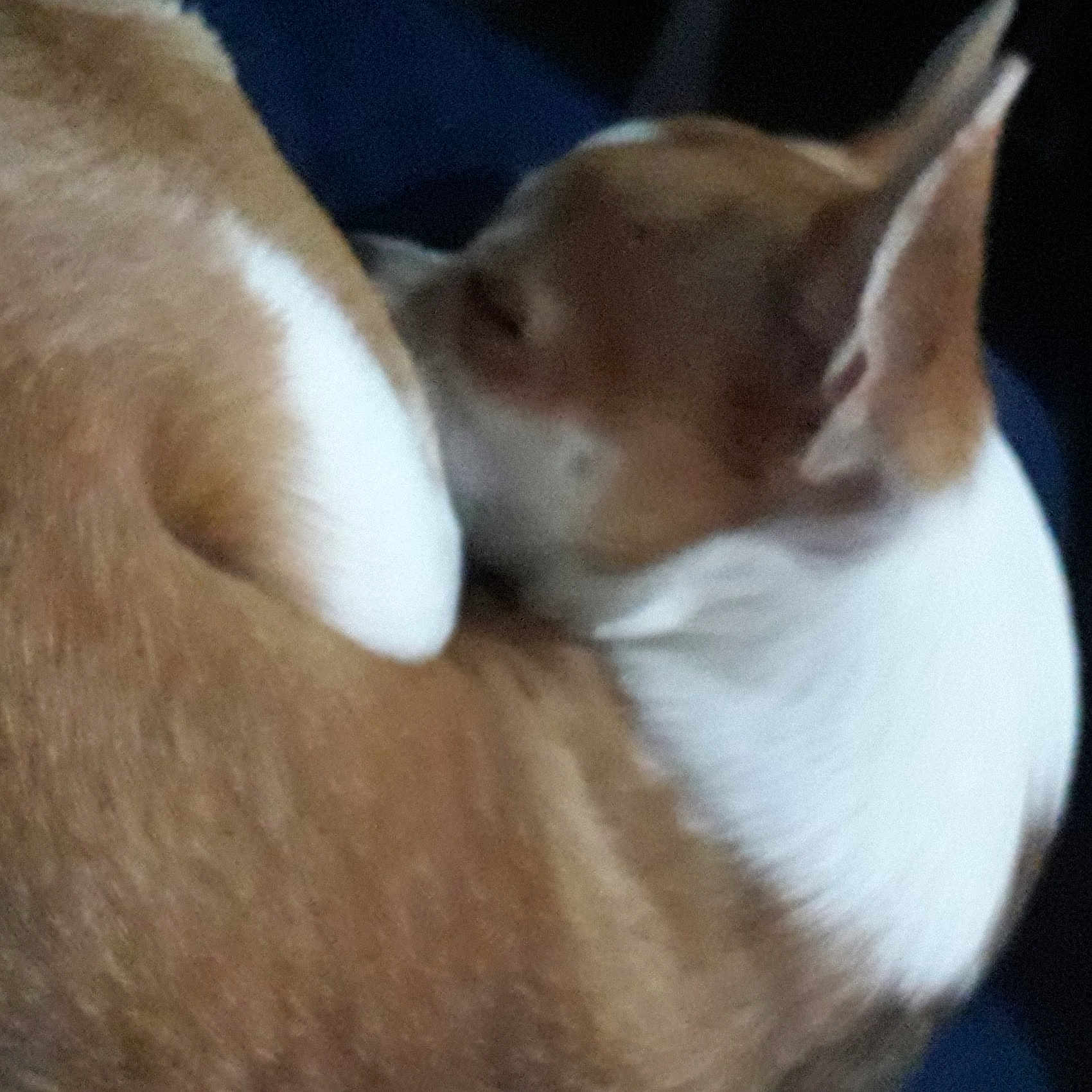 Rubi