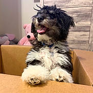 Oreo joined the competition — help win amazing prizes! puppy, dog, cardboard_box, fluffy, black_and_white, tongue_out, collar, indoor, stuffed_animals, teddy_bear, pink, wooden_furniture, happy, pet, cute, playful, animal, fur, smiling, young_dog