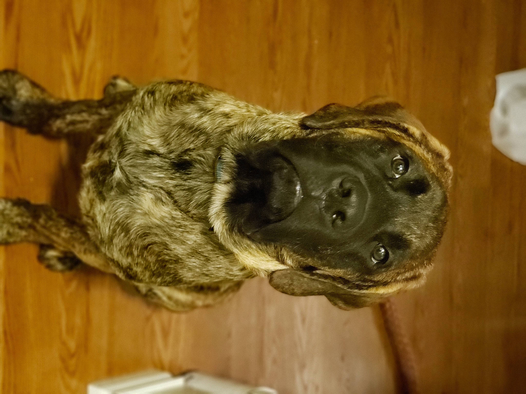 Lord Rhygar House Gore joined the competition — help win amazing prizes! art, canidae, carnivore, companion_dog, dog, dog_breed, door_handle, fawn, fur, guard_dog, liver, snout, sporting_group, tail, terrestrial_animal, treeing_tennessee_brindle, whiskers, wildlife, wood, working_dog