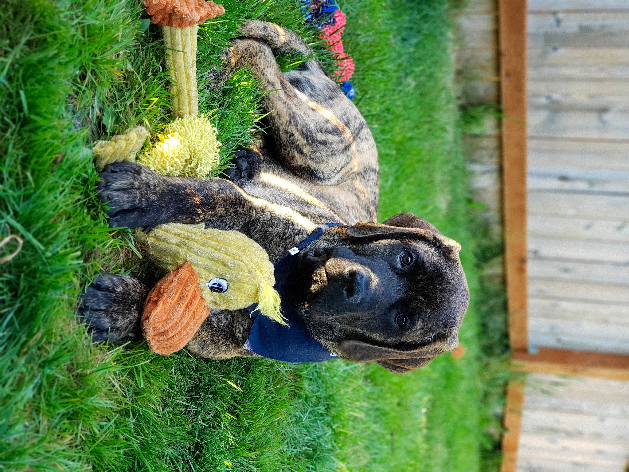 Rhygar is registered to the contest to win money with this photo: art, beak, bird, chainsaw_carving, environmental_art, fish, garden, grass, lawn_ornament, parrot, plant, reptile, sculpture, statue, terrestrial_animal, trunk, wildlife, wood, working_animal, yard