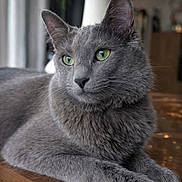 Aura Guibert participe au concours pour gagner de l'argent avec cette photo : animal, blurred_background, calm, cat, close_up, curious, domestic_cat, ears, feline, fur, gray_cat, green_eyes, indoor, pet, plant, portrait, resting, vase, whiskers, wooden_table