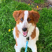 Gatsby is registered to the contest to win money with this photo: dog, grass, flower, leash, happy, outdoor, pet, canine, nature, smiling, greenery, animal, playful, fur, collar, tongue, sitting, closeup, daylight, cute