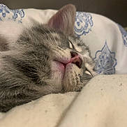 Orbit is registered to the contest to win money with this photo: kitten, cat, sleeping, close_up, fur, pink_nose, whiskers, bed, pillow, patterned, cozy, resting, cute, pet, animal, domestic_cat, indoor, soft, relaxation, young