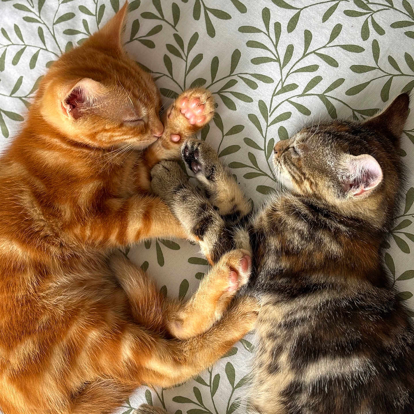 Simba Et Tigrou participe au concours pour gagner de l'argent avec cette photo : adorable, animal, blanket, cat, closeup, cozy, cute, domestic_cat, friendship, fur, indoor, kitten, orange_cat, pattern, paw, peaceful, pet, resting, sleeping, tabby_cat